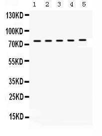 Anti-KIF3A Rabbit Polyclonal Antibody