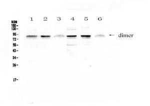 Anti-FPRL1 Polyclonal Antibody