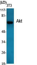 Western blot analysis of various cells using Anti-Akt Antibody