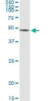 Anti-CD86 Antibody Pair