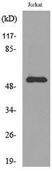 Western blot analysis of lysate from Jurkat cells using Anti-BMP3 Antibody