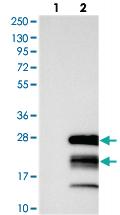 Anti-GTSF1 Rabbit Polyclonal Antibody