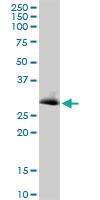 Anti-VAPB Mouse Polyclonal Antibody