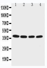 Anti-EIF2S2 Rabbit Polyclonal Antibody