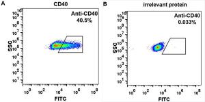 Anti-CD40 antibody