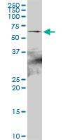 Anti-HSPA2 Mouse Polyclonal Antibody