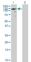 Anti-ANAPC2 Mouse Polyclonal Antibody