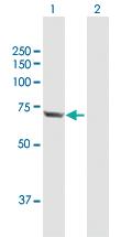 Anti-HSPA2 Mouse Polyclonal Antibody