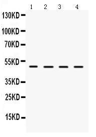 Anti-LCAT Rabbit Polyclonal Antibody