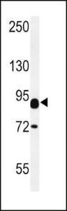 Anti-CNTN2 Rabbit Polyclonal Antibody (Biotin)