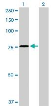 Anti-HSPA2 Rabbit Polyclonal Antibody