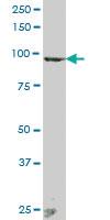 Anti-ANAPC2 Mouse Polyclonal Antibody