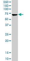 Anti-HSPA2 Rabbit Polyclonal Antibody