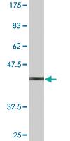 Anti-AXL Mouse Monoclonal Antibody [clone: 2C10]