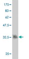 Anti-SNX15 Mouse Monoclonal Antibody [clone: 1D4]