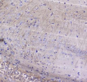 Anti-Betacellulin Polyclonal Antibody