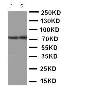 Anti-ABCG4 Rabbit Polyclonal Antibody