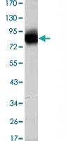 Anti-KLHL21 Mouse Monoclonal Antibody [clone: 2H4]