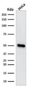 Western blot analysis of human HeLa cell lysate using Anti-FOXA1 Antibody [FOXA1/1518]