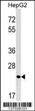 Anti-MRTO4 Rabbit Polyclonal Antibody (APC (Allophycocyanin))