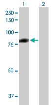 Anti-C1S Mouse Polyclonal Antibody