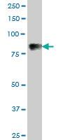 Anti-C1S Mouse Polyclonal Antibody