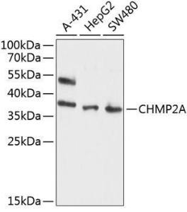 Anti-CHMP2A/BC2 Antibody (A8603)