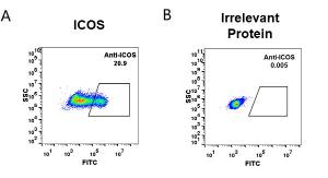 HEK293 cell line transfected with irrelevant protein (B) and human ICOS (A) were surface stained with Anti-ICOS Humanized Antibody [Vopratelimab Biosimilar] - Azide free (A318944) at 1 µg/ml followed by Anti-Human IgG Antibody (Alexa 488)