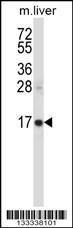 Anti-SSSCA1 Rabbit Polyclonal Antibody (AP (Alkaline Phosphatase))