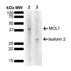 Anti-MCL1 antibody