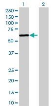 Anti-RBPJL Mouse Polyclonal Antibody