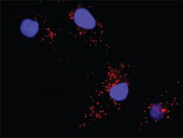 Anti-BAD + MAPK8 Antibody Pair