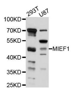 Anti-MIEF1 antibody