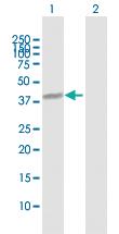 Anti-NUFIP1 Mouse Polyclonal Antibody