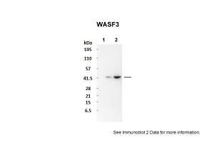 Anti-WASF3 Rabbit Polyclonal Antibody