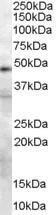 Anti-PLAU Antibody (A83285) (0.3 µg/ml) staining of 293 lysate (35 µg protein in RIPA buffer). Primary incubation was 1 hour. Detected by chemiluminescence