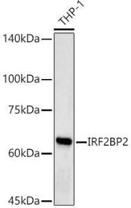 Western blot analysis of THP-1, using Anti-IRF2BP2 Antibody (A92996) at 1:1,000 dilution