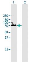 Anti-UMOD Mouse Polyclonal Antibody