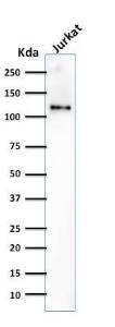 Western blot analysis of human Jurkat cell lysate using Anti-CD31 Antibody [SPM532]