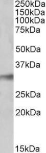 Anti-NEK7 Antibody (A84901) (0.1 µg/ml) staining of Human Lung lysate (35 µg protein in RIPA buffer). Primary incubation was 1 hour. Detected by chemiluminescence