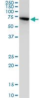 Anti-HSPA2 Mouse Monoclonal Antibody [clone: S51]