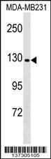 Anti-CNTNAP4 Rabbit Polyclonal Antibody (FITC (Fluorescein Isothiocyanate))