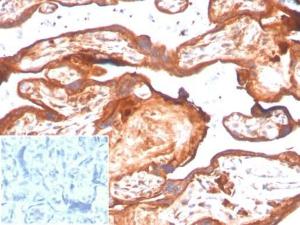 Immunohistochemical analysis of formalin-fixed, paraffin-embedded human placenta using Anti-IDO2 Antibody [IDO2/2638] at 2 µg/ml in PBS for 30 minutes at room temperature. Inset: PBS instead of the primary antibody. Secondary antibody negative control