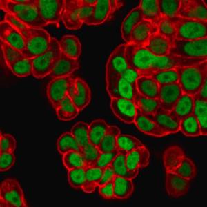 Immunofluorescent analysis of PFA fixed MCF-7 cells stained with Anti-FOXA1 Antibody [FOXA1/1518] followed by Goat Anti-Mouse IgG (CF&#174; 488). Counterstain is Phalloidin (Red)