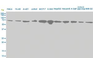 Anti-HSPA2 Mouse Monoclonal Antibody [clone: S51]