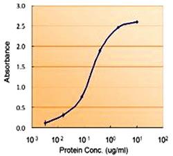 Anti-FOXO4 Goat Polyclonal Antibody