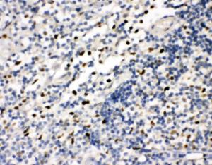 Anti-FLI1 Rabbit Polyclonal Antibody