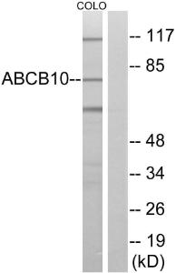 Antibody anti-ABCB10 100 µg