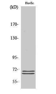 Western blot analysis of various cells using Anti-BLNK Antibody