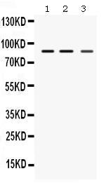 Anti-MEFV Rabbit Polyclonal Antibody